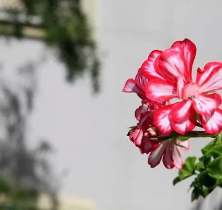 Emelce Aparthotel Bodrum