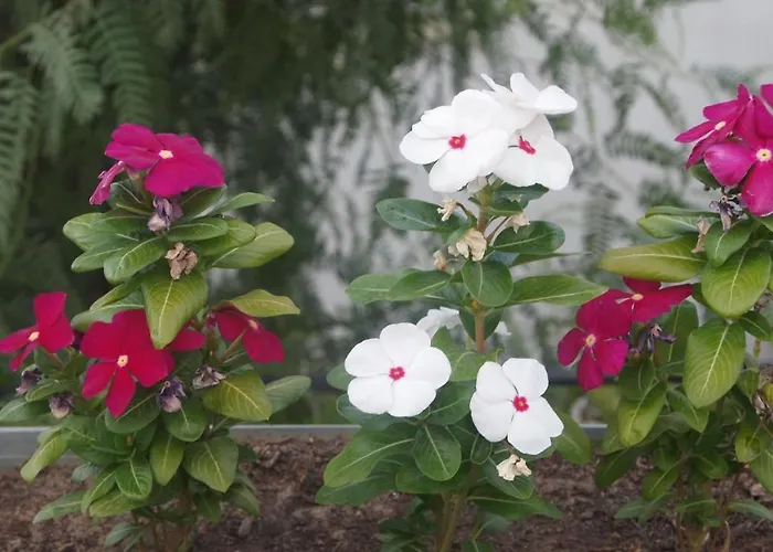 아파트호텔 에멜체