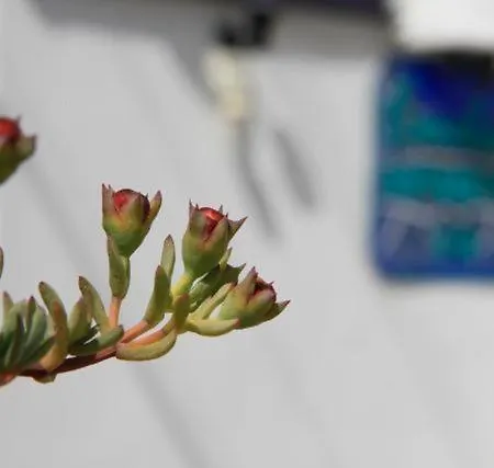 Emelce Αλικαρνασσός