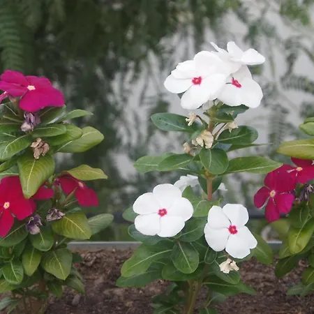 Ξενοδοχείο με διαμερίσματα Emelce